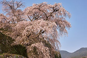 龍野・花田・三木 発
大願寺の薬草料理と樹齢300年“又兵衛桜”1